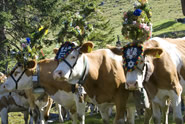 Salzburger Bauernherbstveranstaltungen